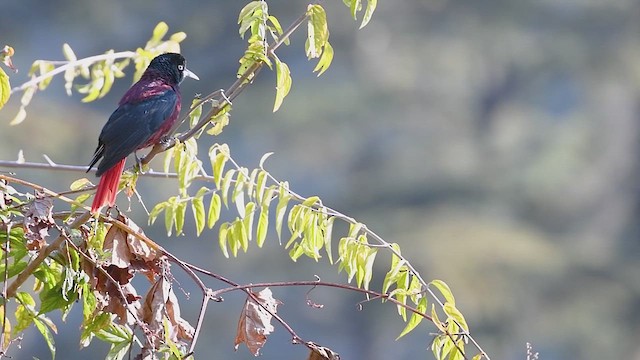 Maroon Oriole - ML615241366