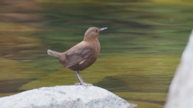 Brown Dipper - ML615241389