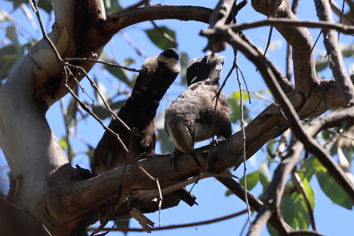 Gray-crowned Babbler - ML615241404