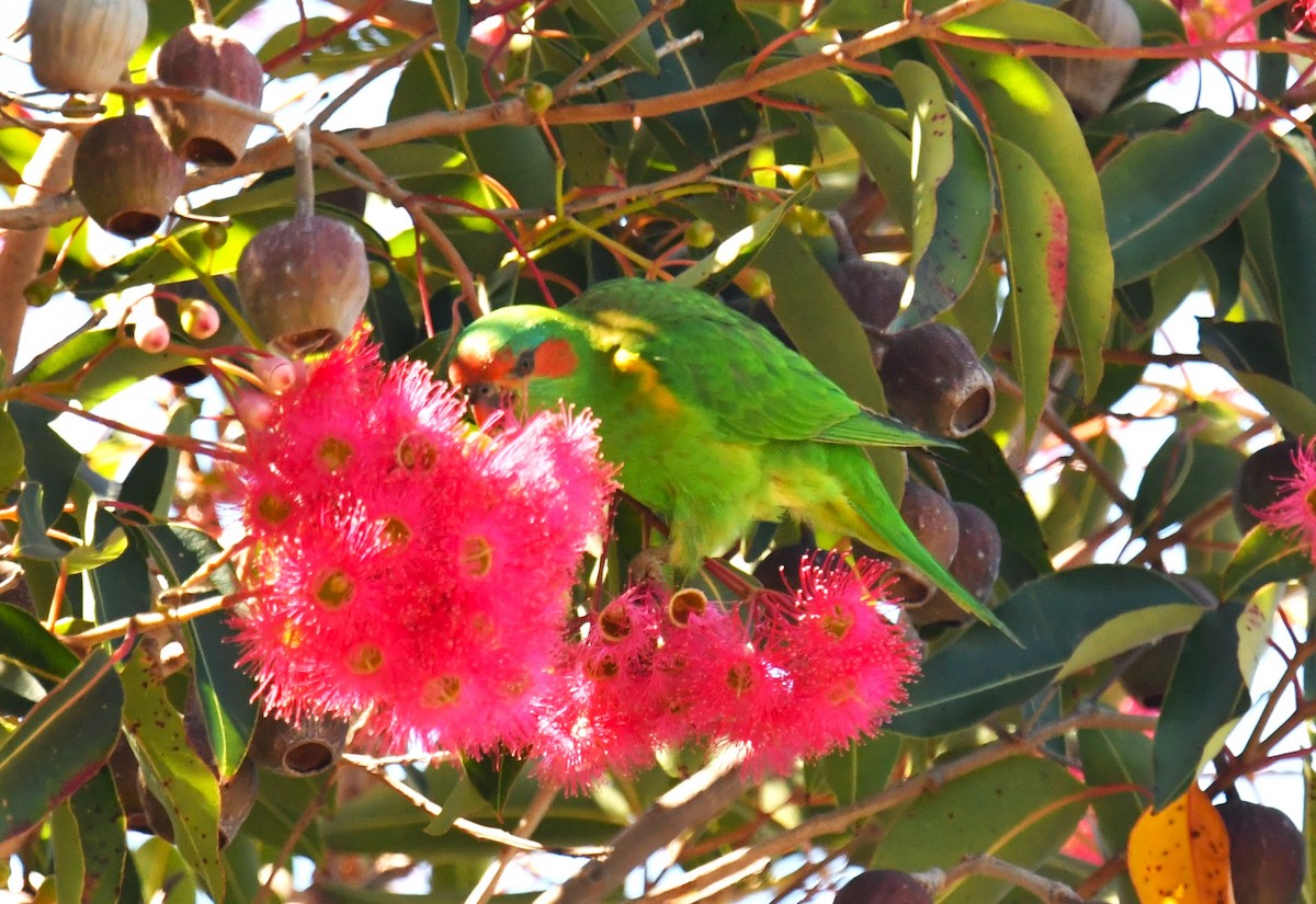 Musk Lorikeet - ML615241444