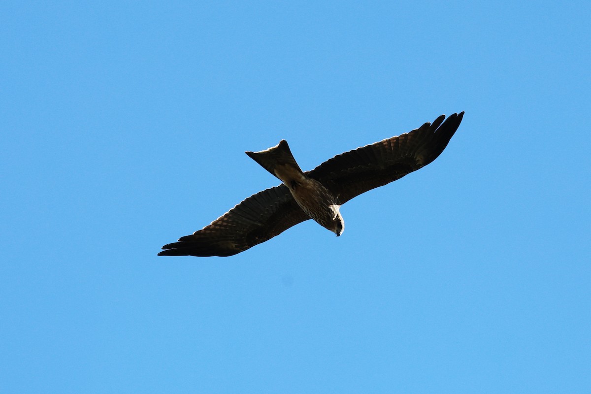 Black Kite - Chris Chapman