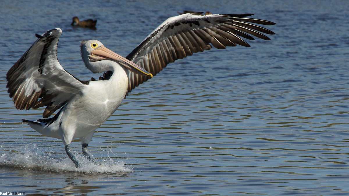 Australian Pelican - ML615241483