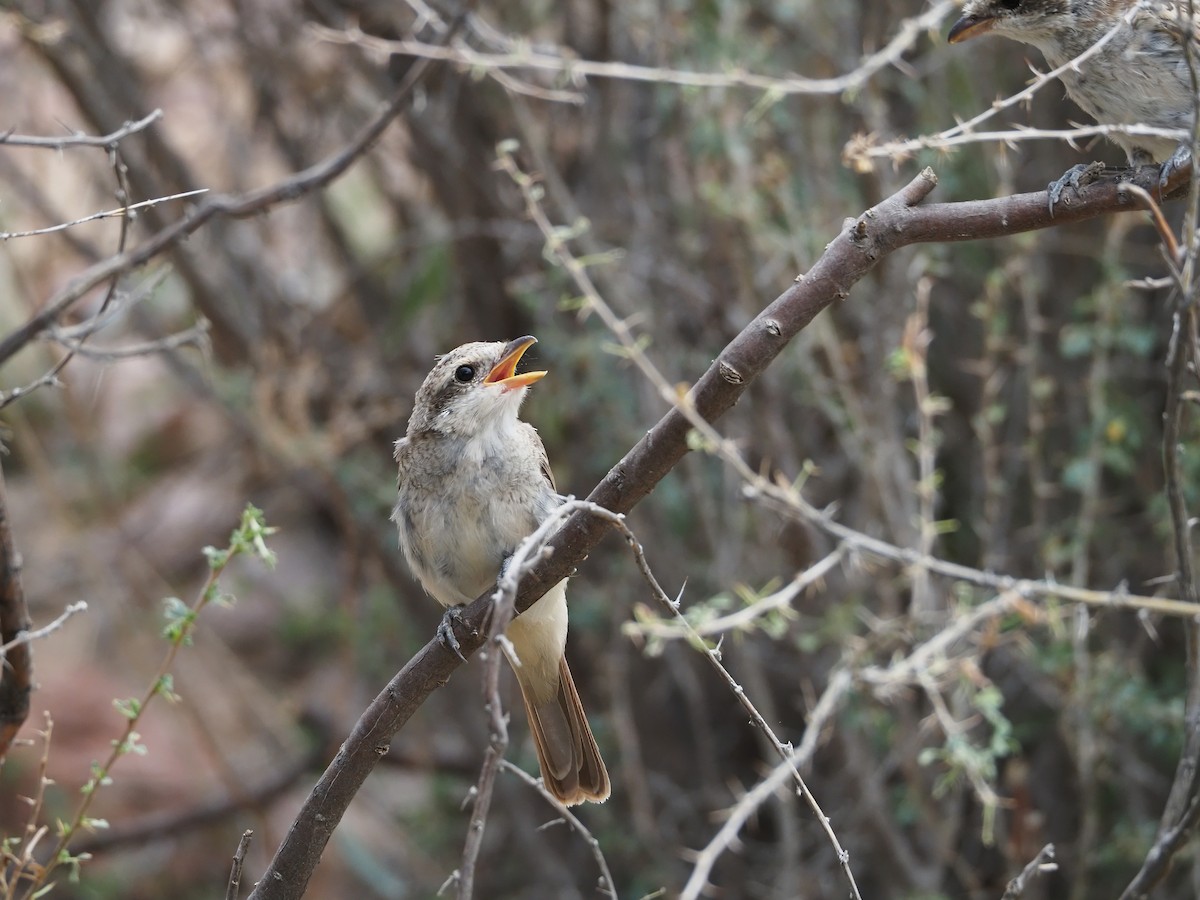 Red-tailed Shrike - ML615241485