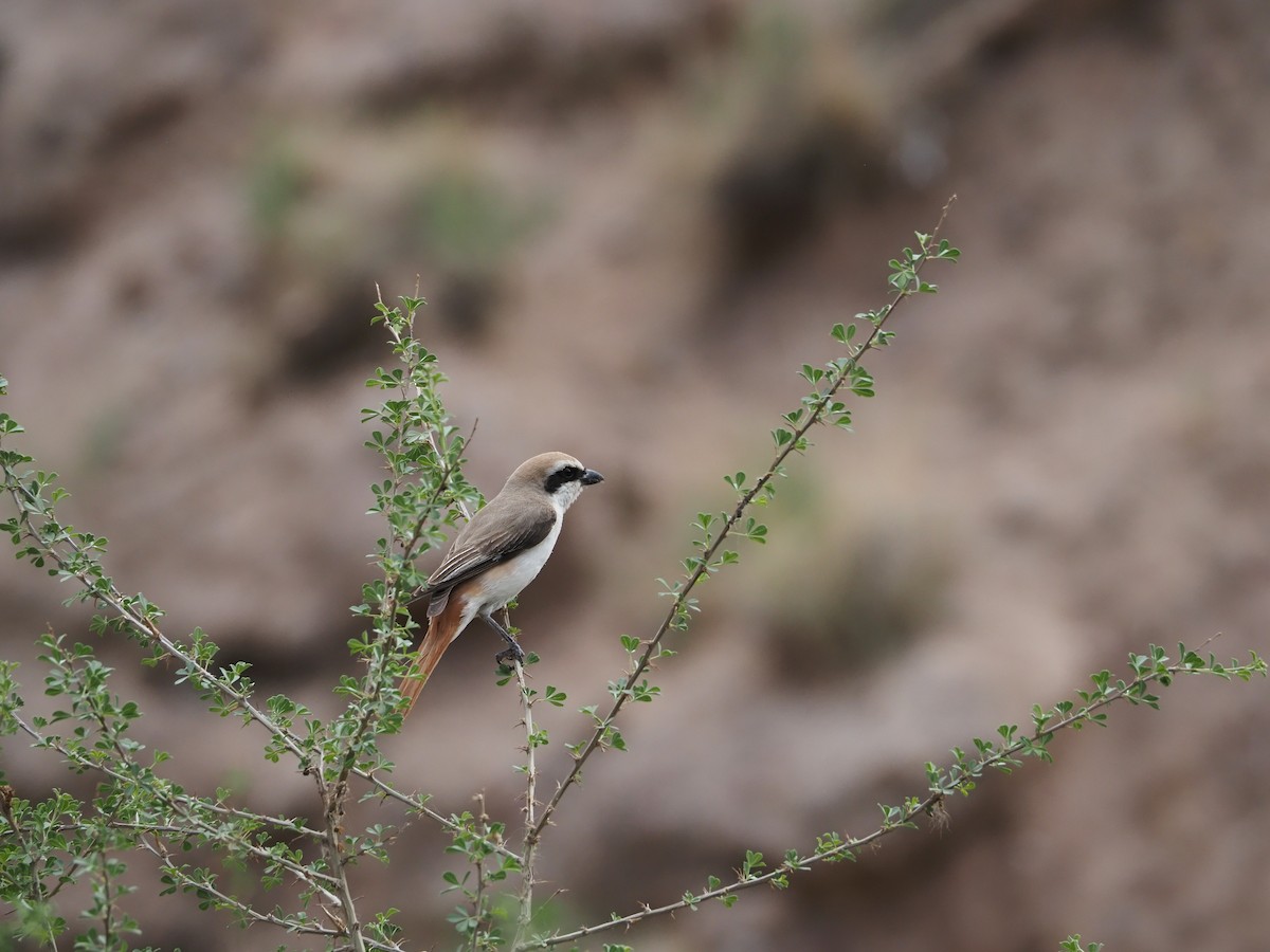 Red-tailed Shrike - ML615241487