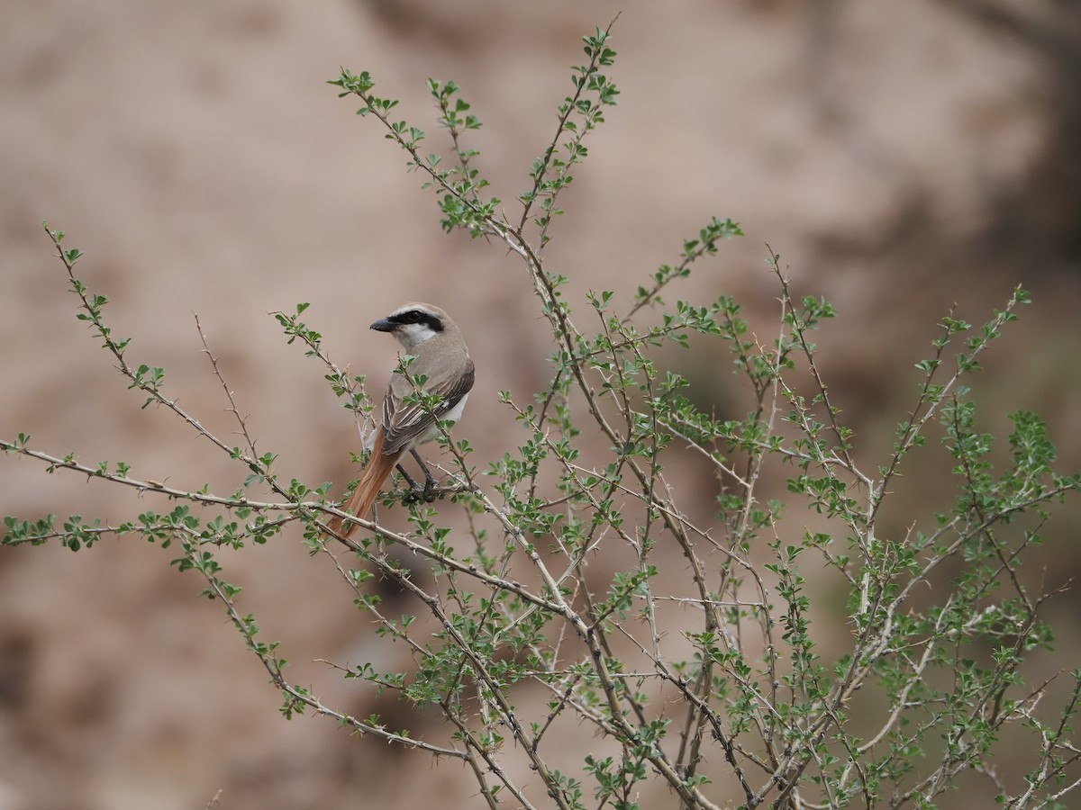 Red-tailed Shrike - ML615241490