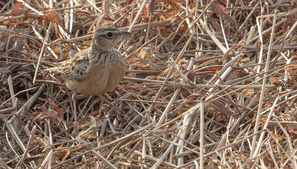 Tawny Lark - George Armistead | Hillstar Nature