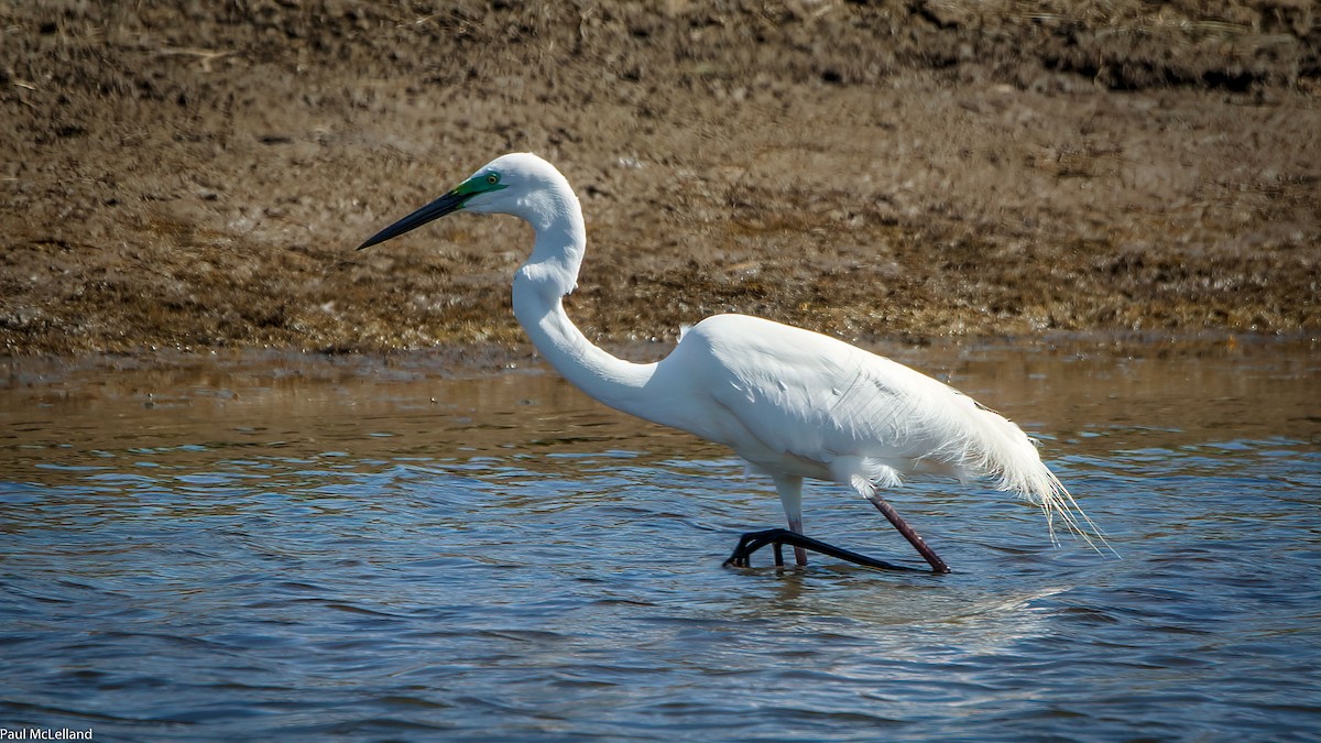 Great Egret (modesta) - paul mclelland