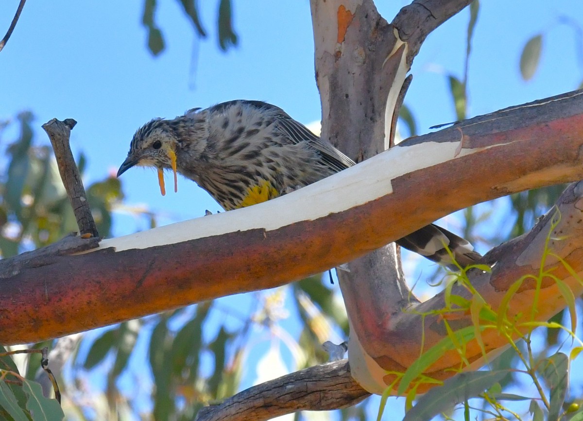 Yellow Wattlebird - ML615241509