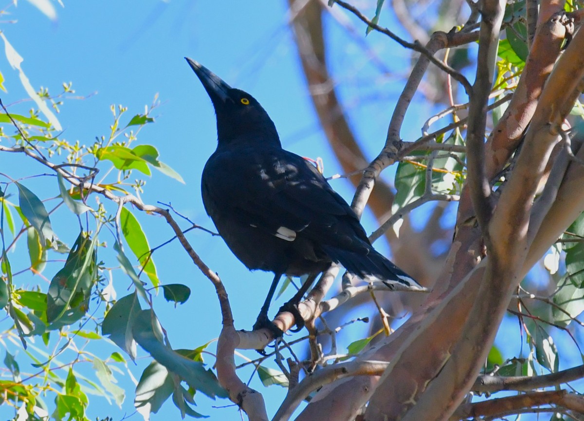 Black Currawong - ML615241518