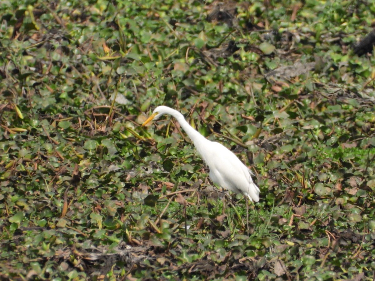 Medium Egret - ML615241533