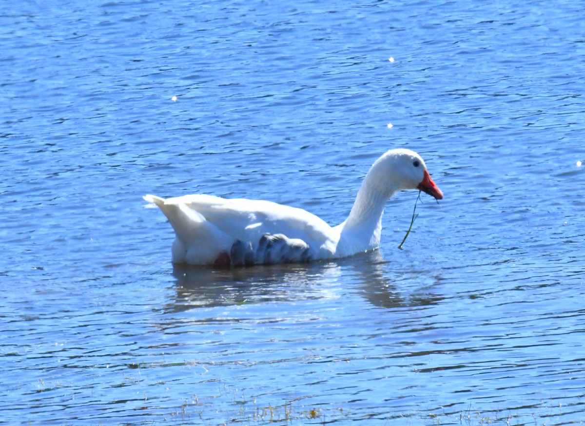 Domestic goose sp. (Domestic type) - ML615241573