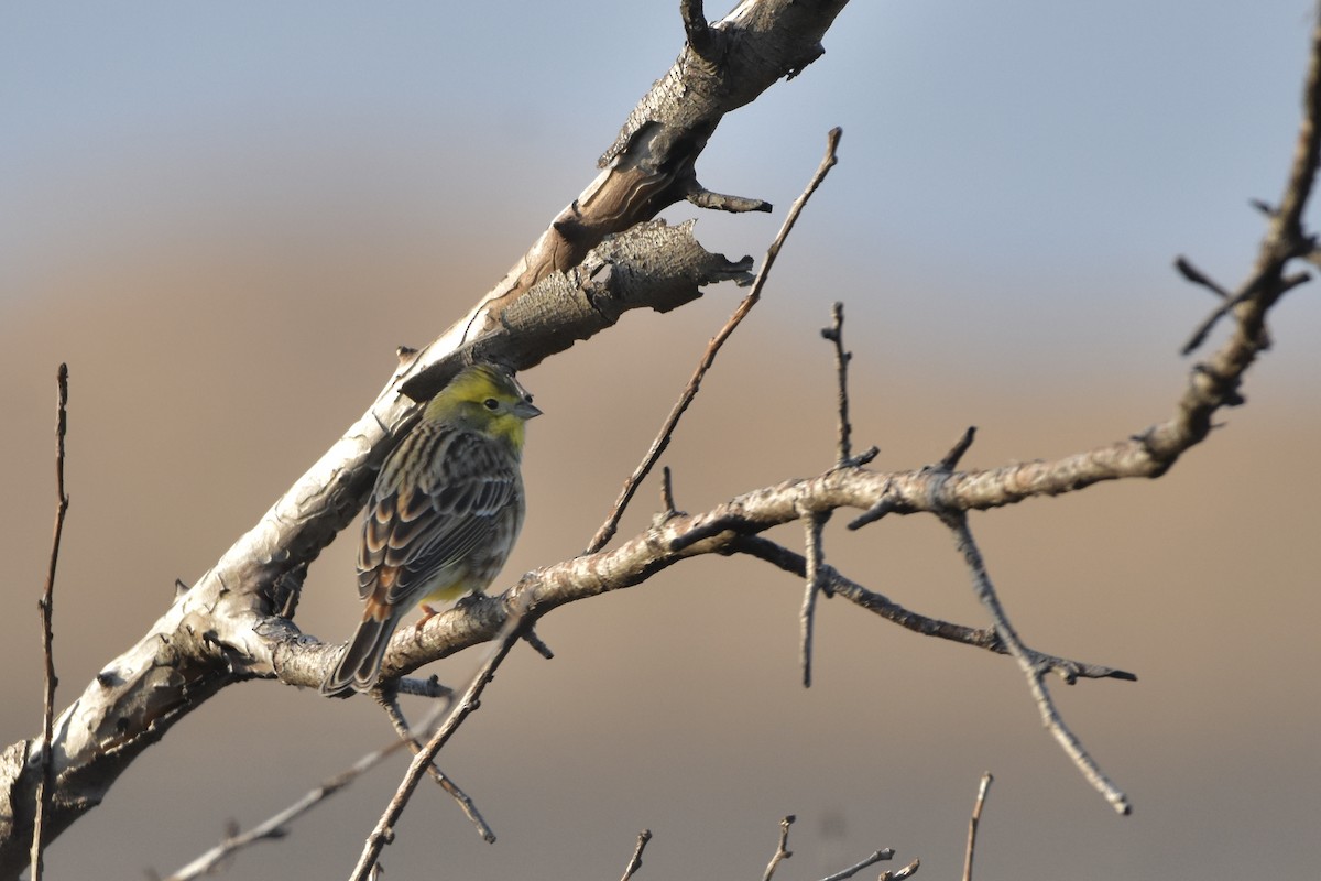 Yellowhammer - ML615241578
