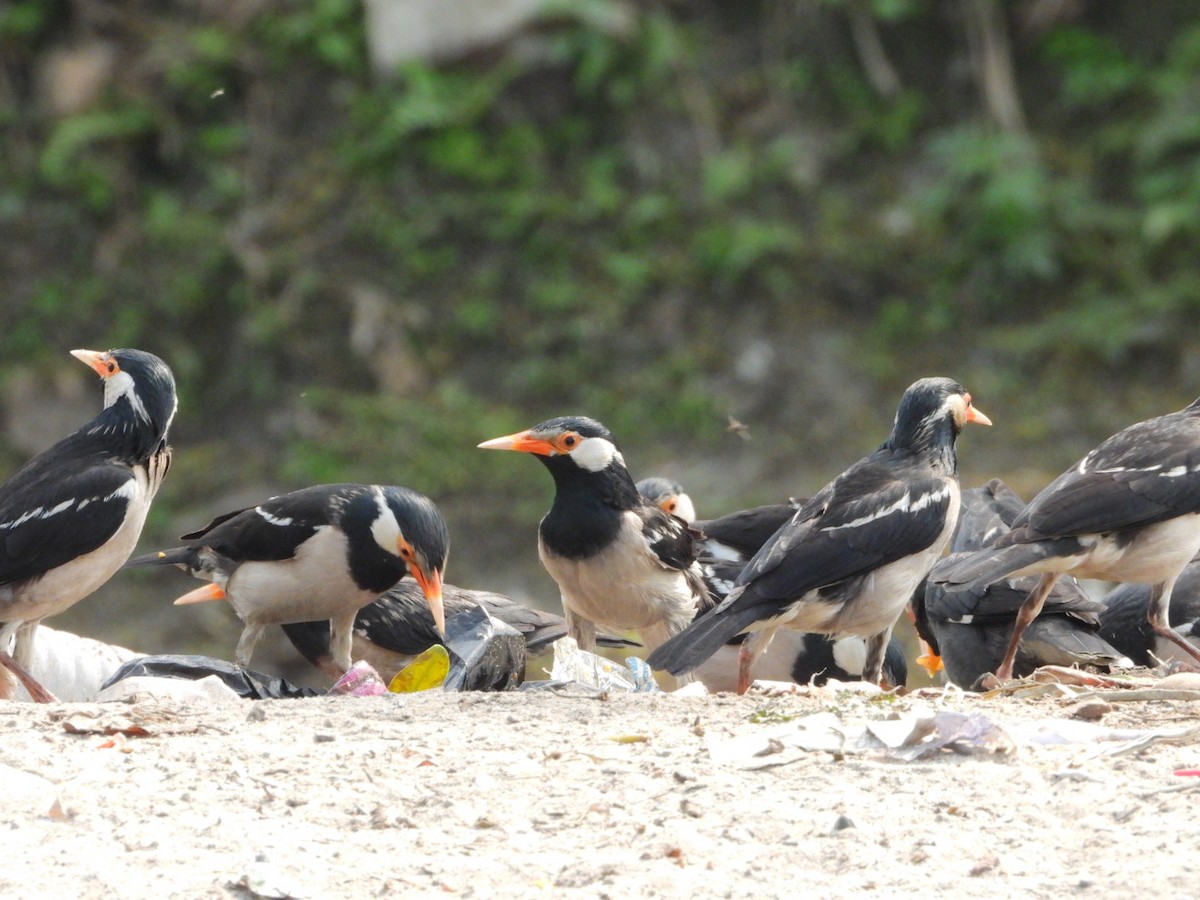 Indian Pied Starling - ML615241581