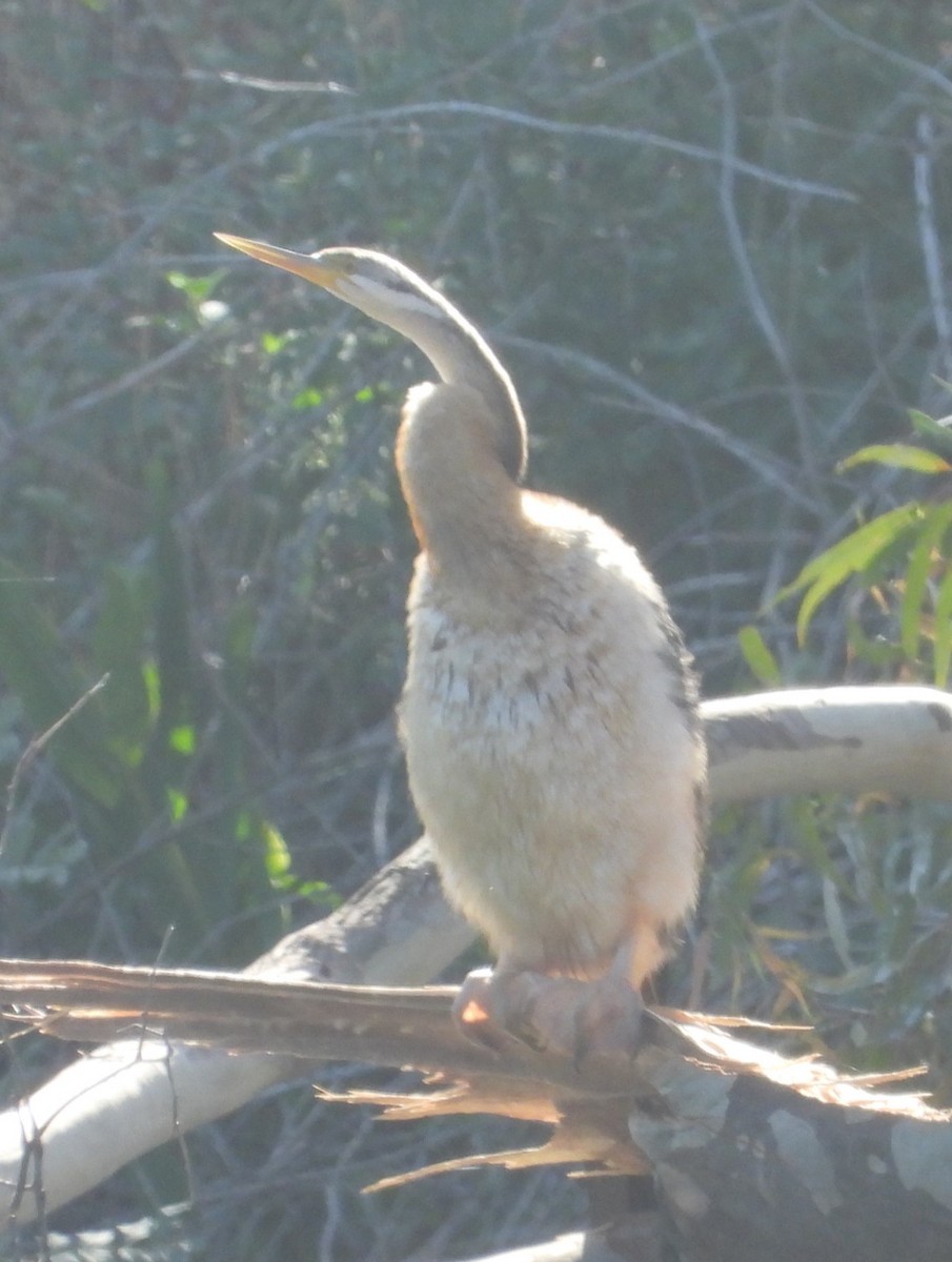 Austral-Schlangenhalsvogel - ML615241590