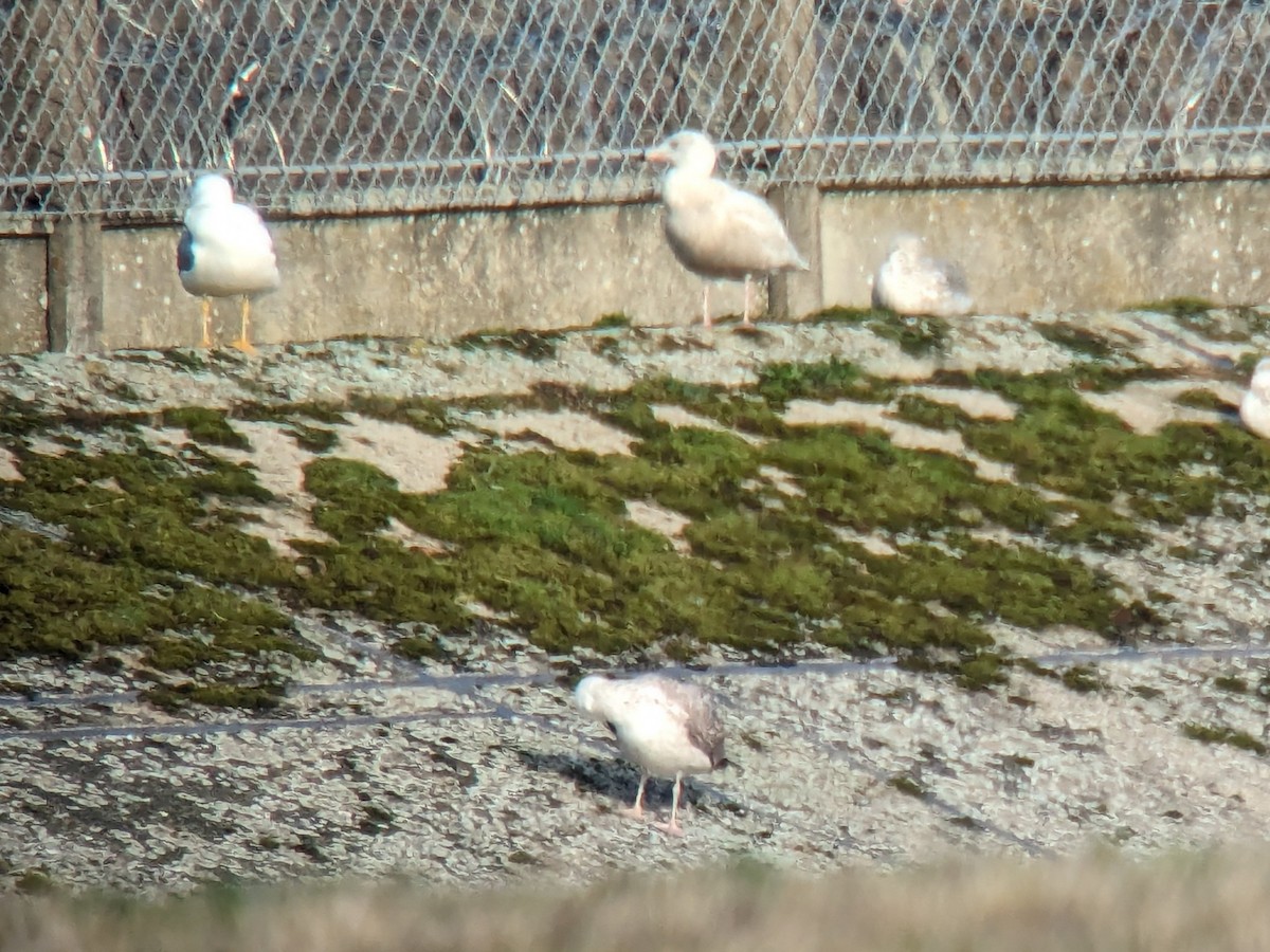 Glaucous Gull - ML615241743