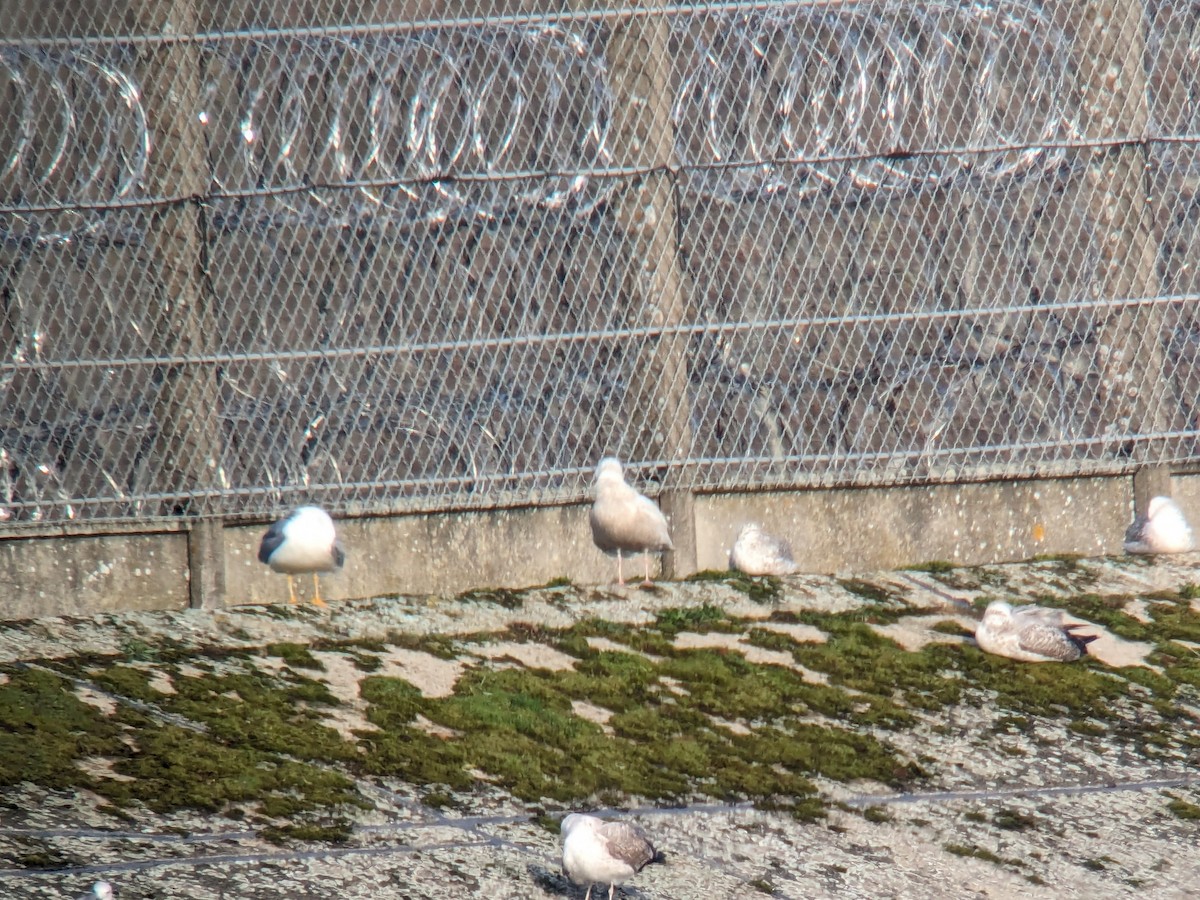 Glaucous Gull - ML615241744