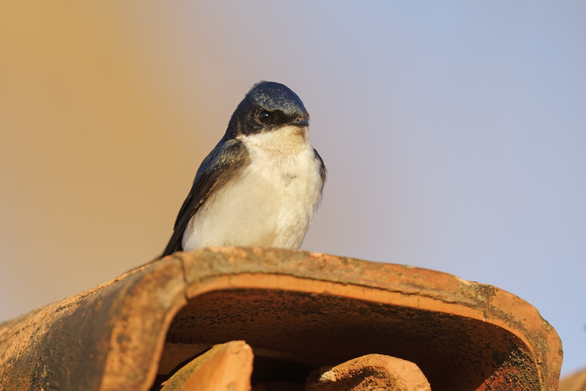 Blue-and-white Swallow - Marco Valentini