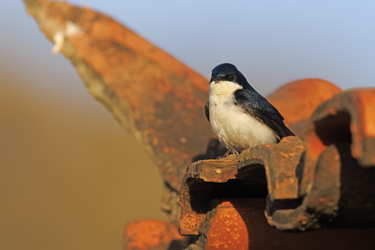Blue-and-white Swallow - Marco Valentini