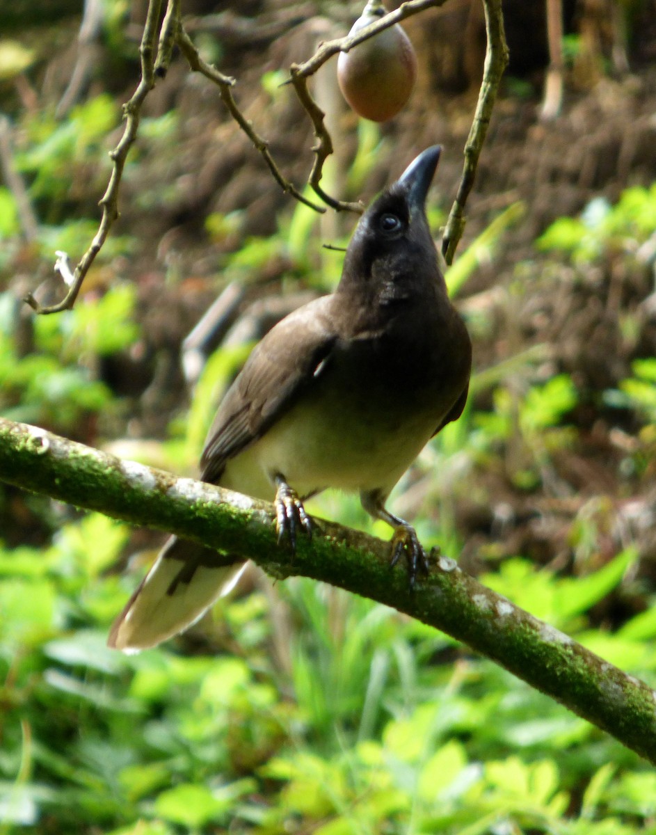 Brown Jay - Héctor Bintanel Cenis