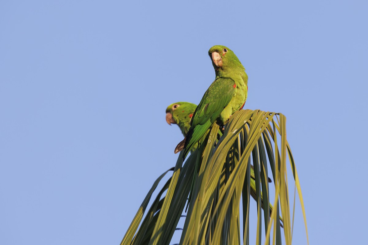 White-eyed Parakeet - Marco Valentini