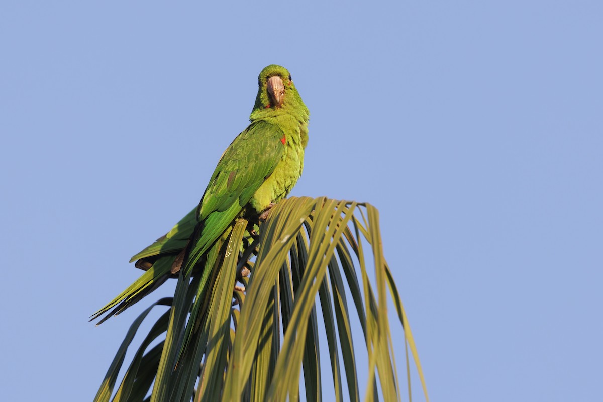 Aratinga Ojiblanca - ML615241805