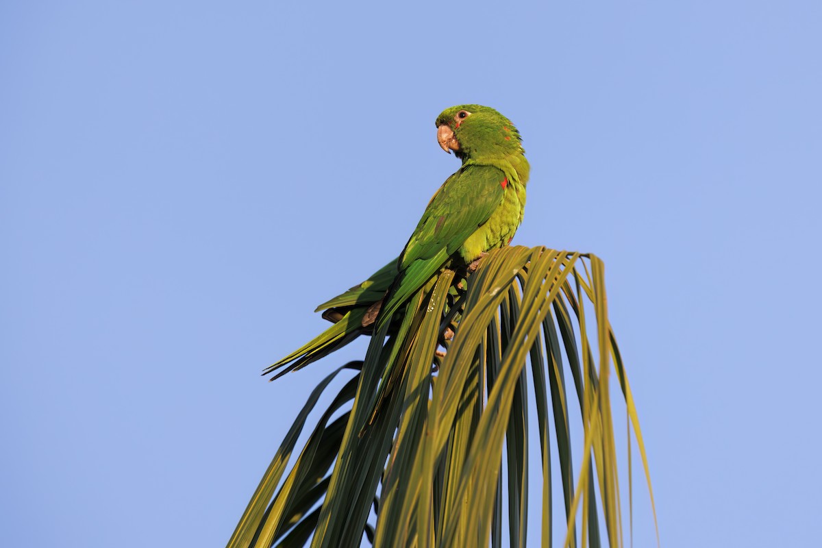 White-eyed Parakeet - ML615241806