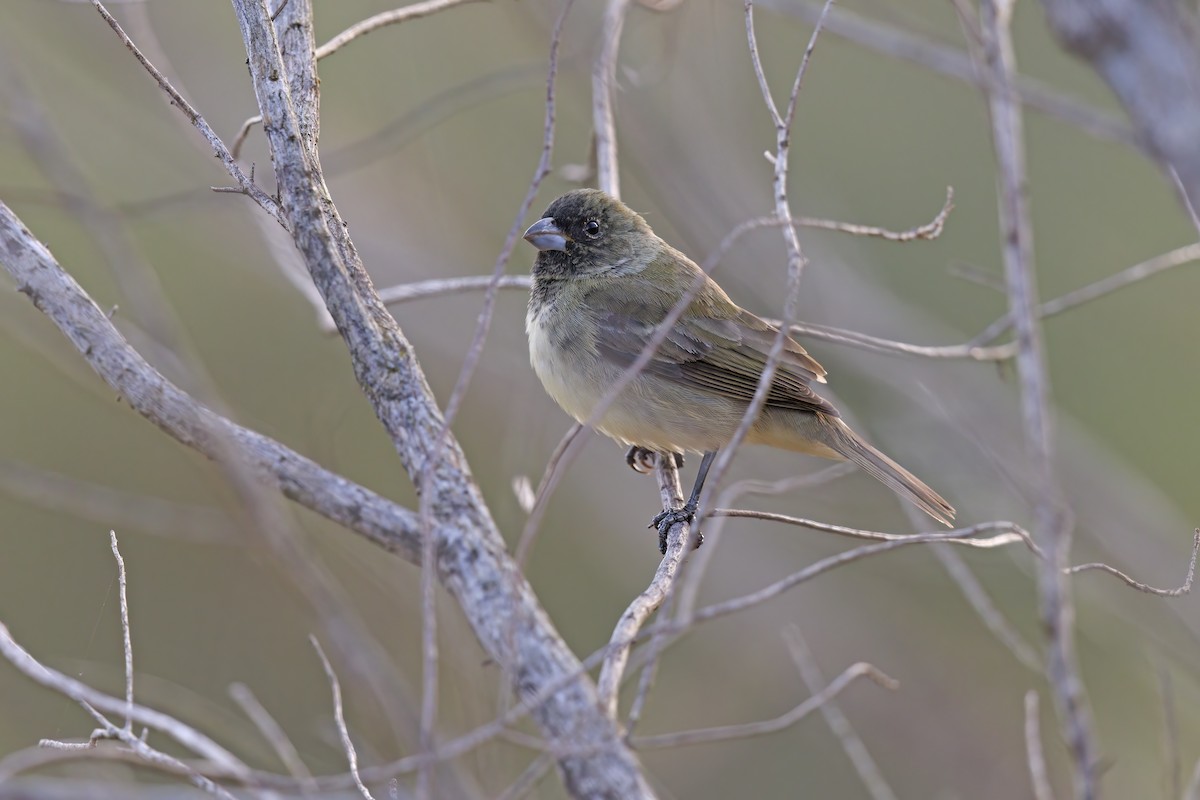 Yellow-bellied Seedeater - Marco Valentini