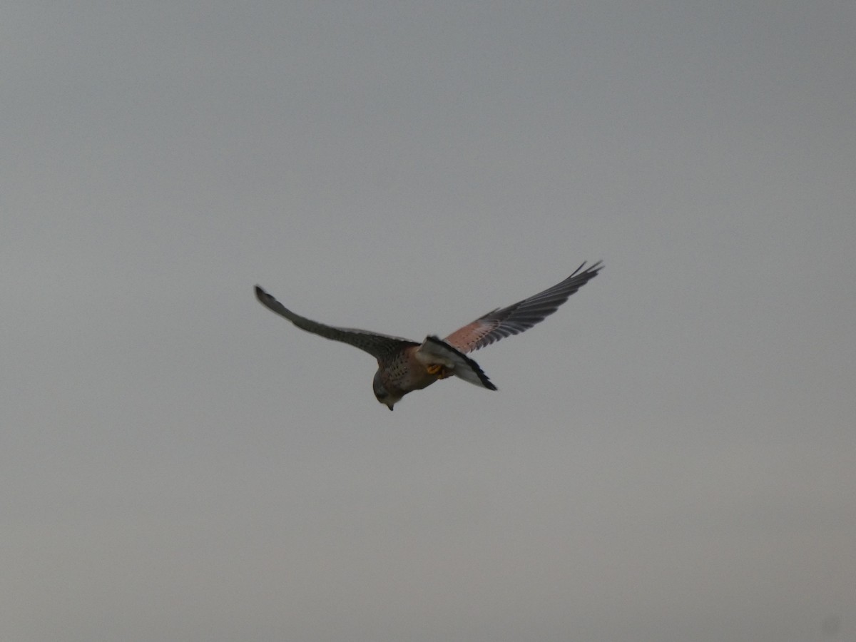 Eurasian Kestrel (Eurasian) - Sandy Millin