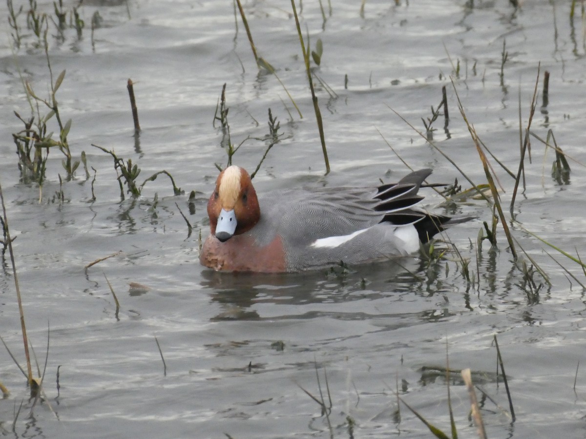 Eurasian Wigeon - ML615241842