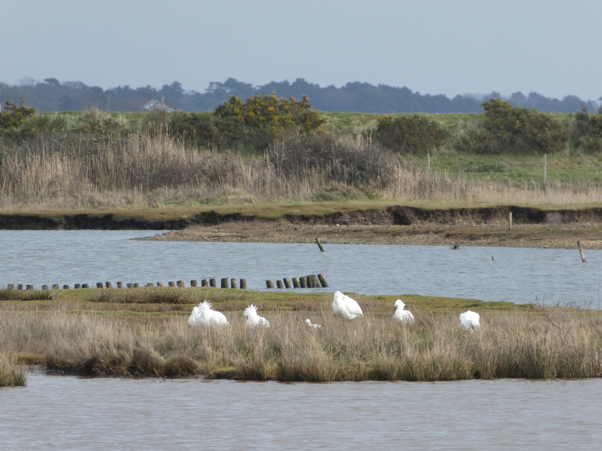 Eurasian Spoonbill - ML615241900