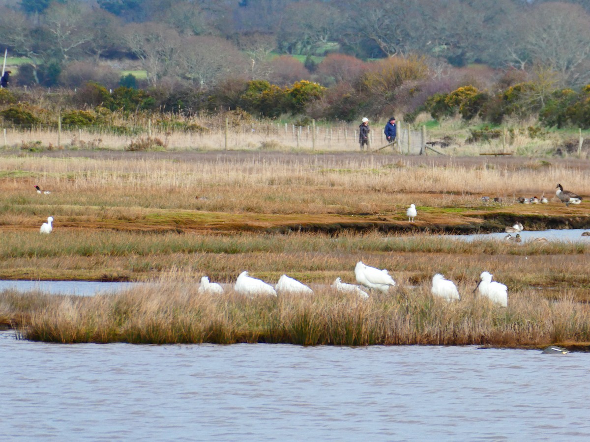 Eurasian Spoonbill - ML615241902