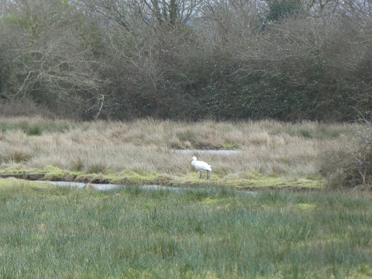 Eurasian Spoonbill - ML615241904