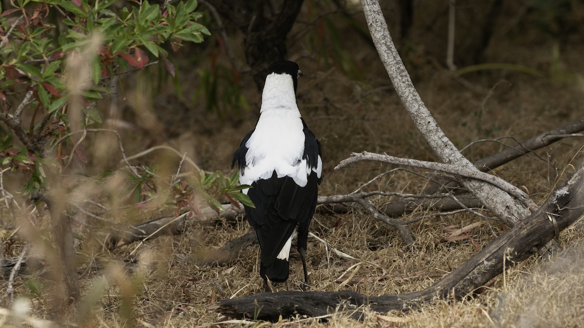 Australian Magpie (Western) - ML615241931