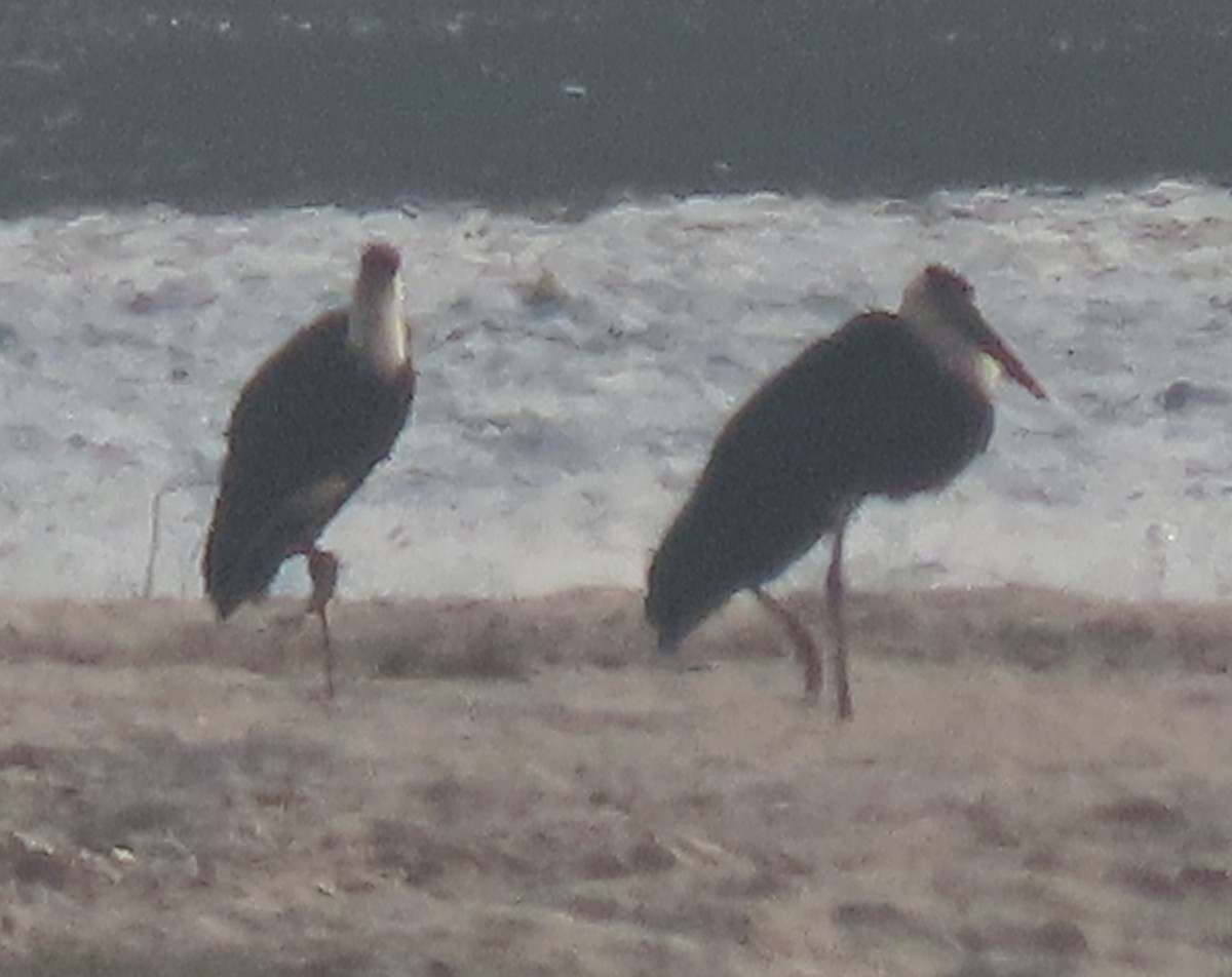 Asian Woolly-necked Stork - ML615241951