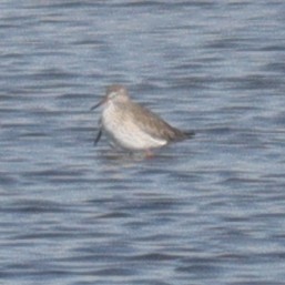 Spotted Redshank - ML615242099