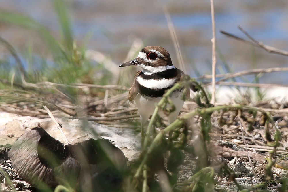 Killdeer - ML615242103