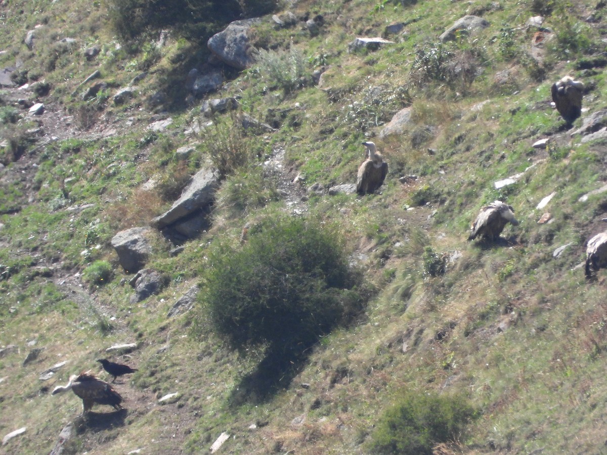 Eurasian Griffon - Mikołaj Krzyżanowski