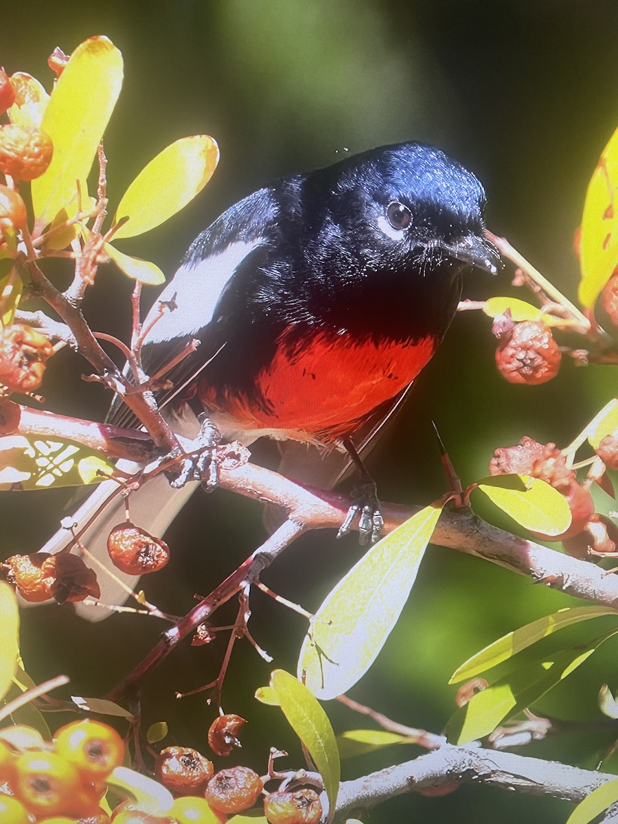 Painted Redstart - ML615242175