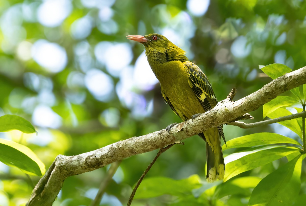 Green Oriole - ML615242177