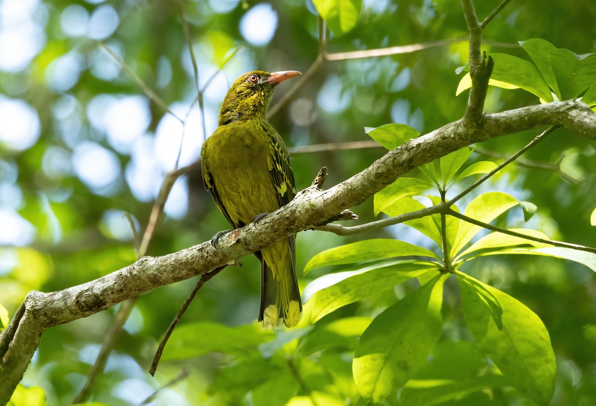 Green Oriole - ML615242179