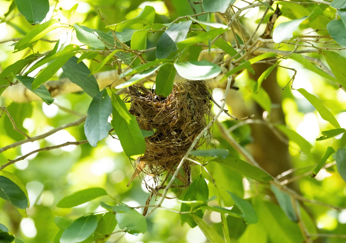 Green Oriole - ML615242180