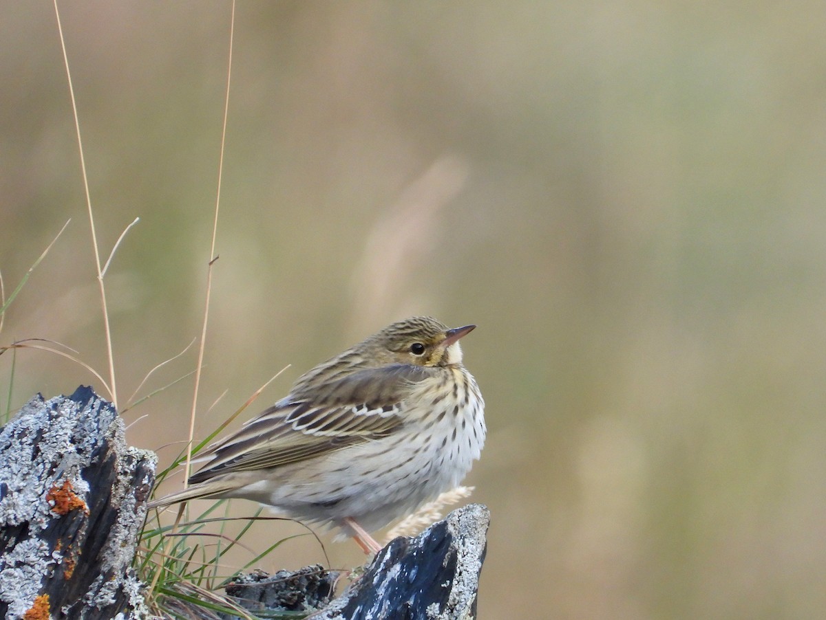 Tree Pipit - Mikołaj Krzyżanowski