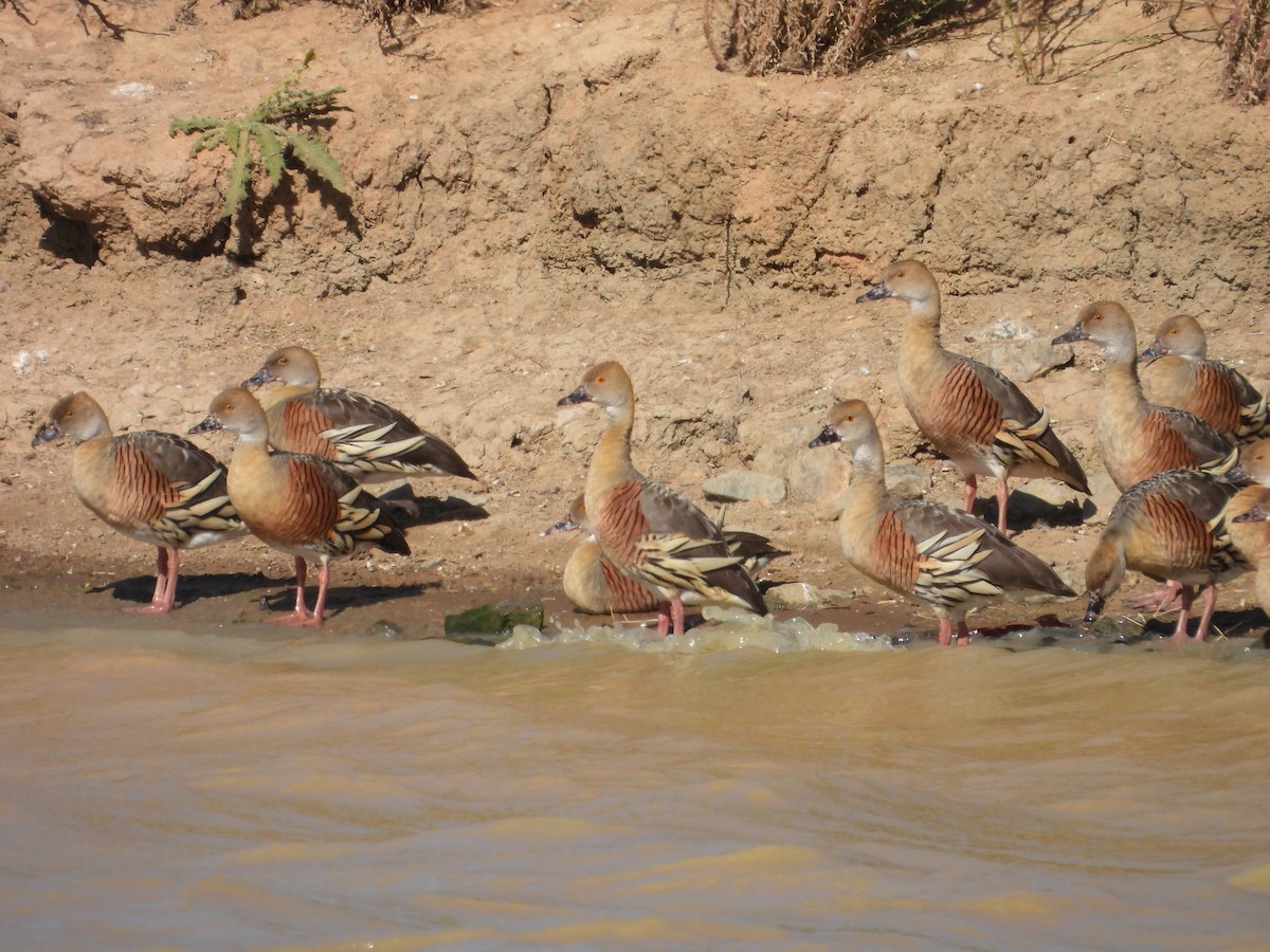 Plumed Whistling-Duck - ML615242209