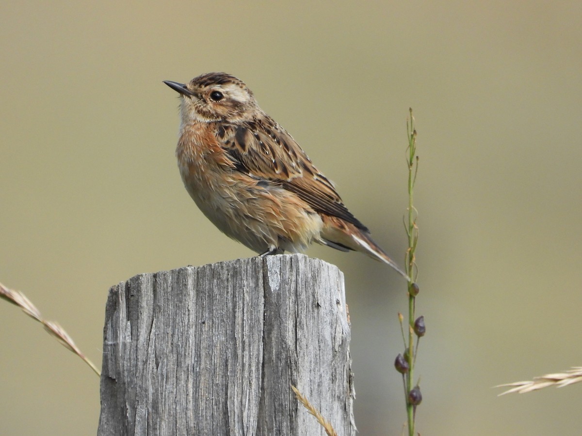 Whinchat - Mikołaj Krzyżanowski