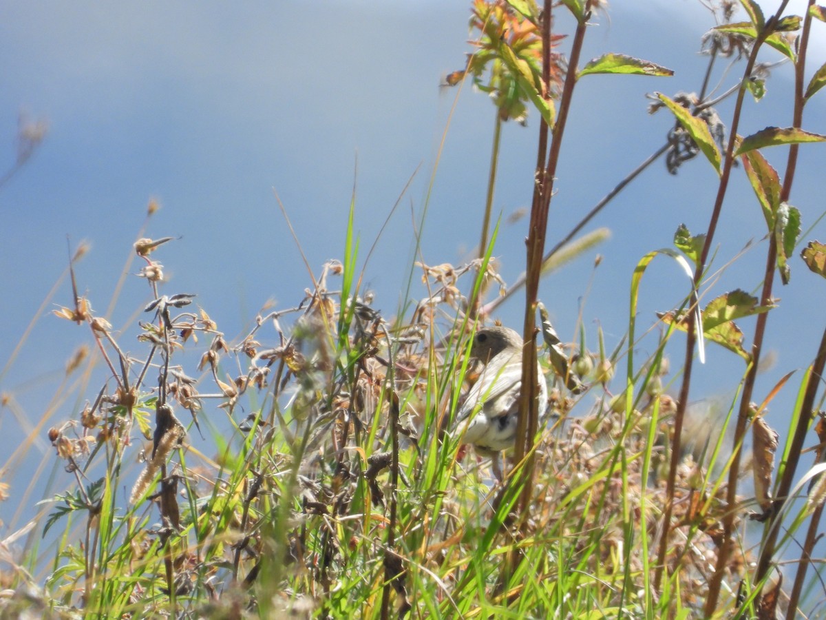 Common Rosefinch - ML615242287