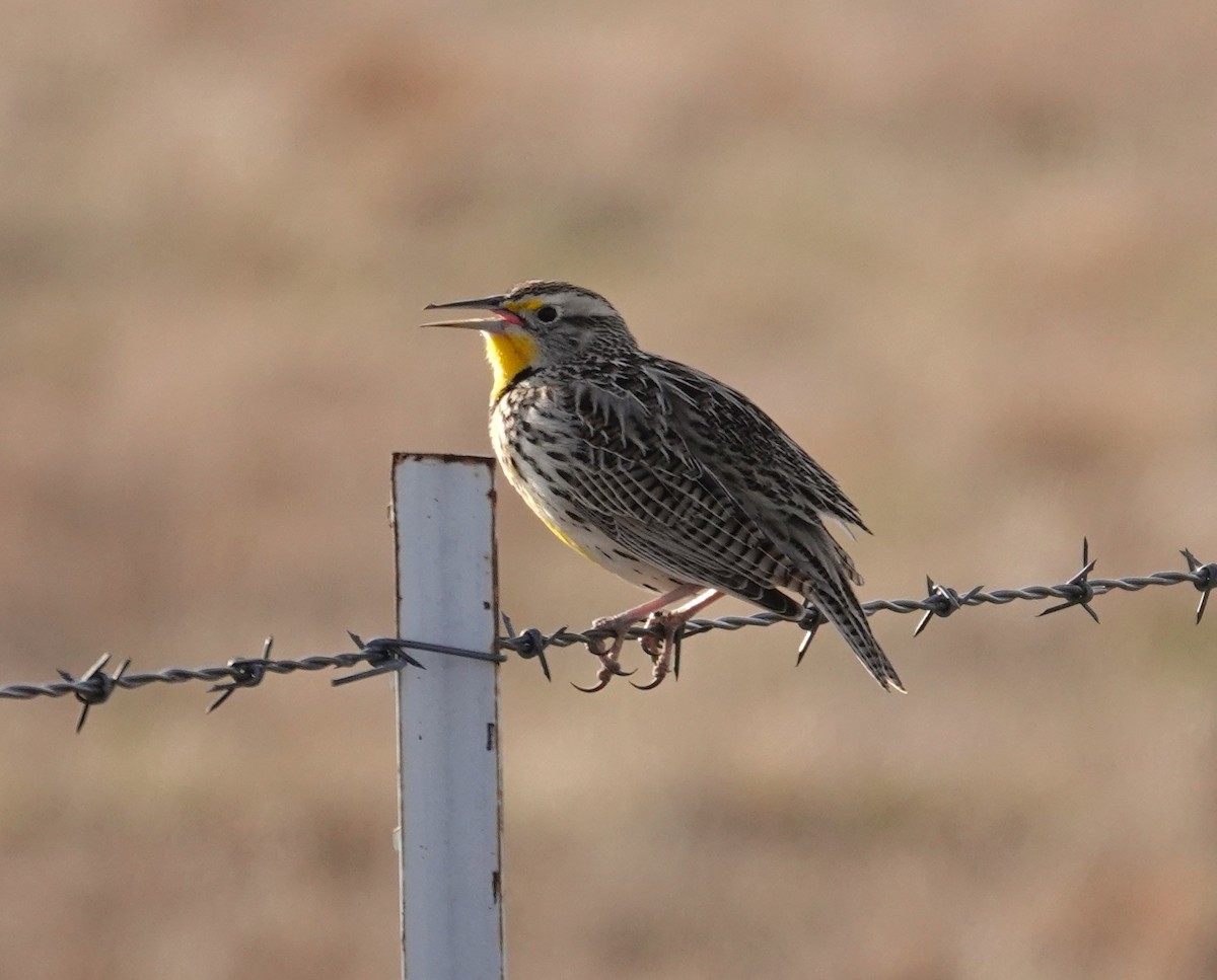 Western Meadowlark - ML615242288