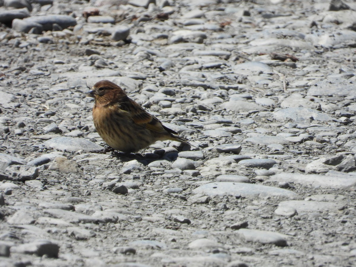 Serin à front d'or - ML615242294