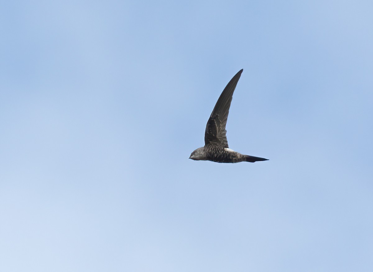 Pacific Swift - ML615242310