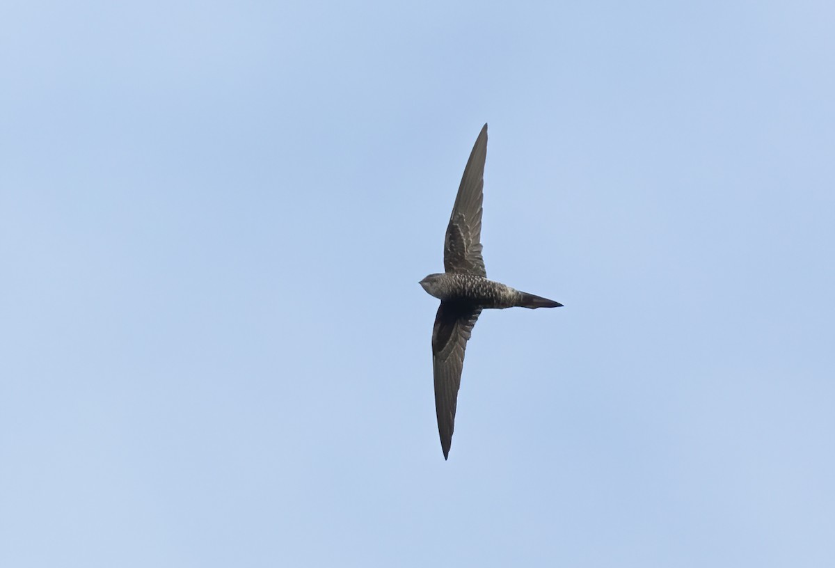 Pacific Swift - ML615242311