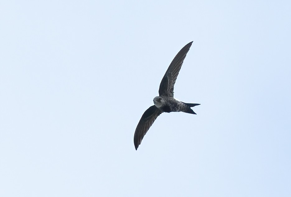 Pacific Swift - ML615242321